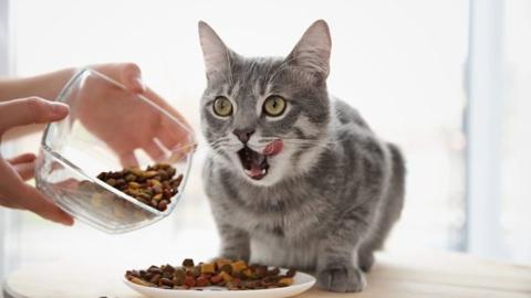 تفسير اطعام قطة جائعة في المنام لابن سيرين في
