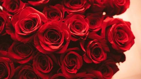 تفسير رؤية إهداء الورد الأحمر في المنام ومعناه