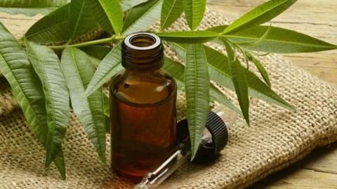 Tea Tree Oil فوائد للبشرة وطريقة استخدامه للوجه