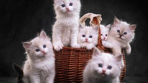 قائمة محدثة أجمل أسماء القطط 2024 اسماء قطط