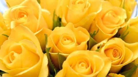 تفسير الورد الاصفر في المنام لابن سيرين للعزباء