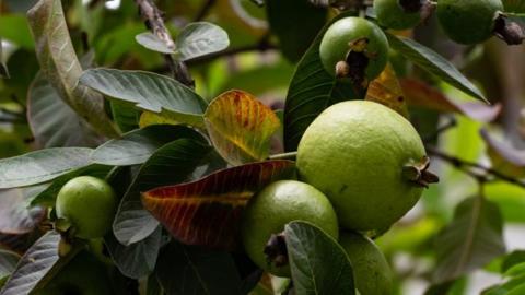 فوائد ورق الجوافة للشعر ودوره في علاج مشاكل