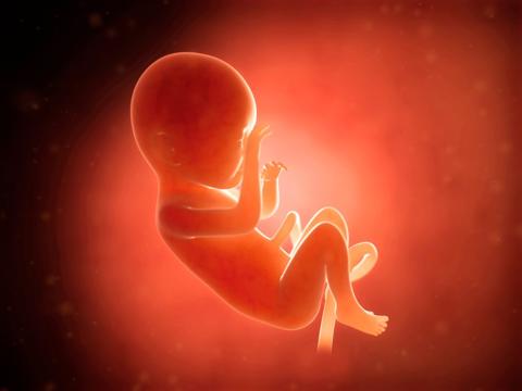تجربتي مع معرفة نوع الجنين من فخذ الطفل السابق