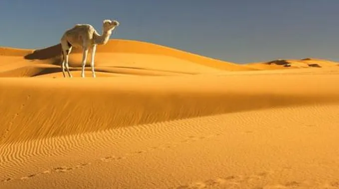 ما تفسير رؤية الجمل الابيض في المنام الناقة